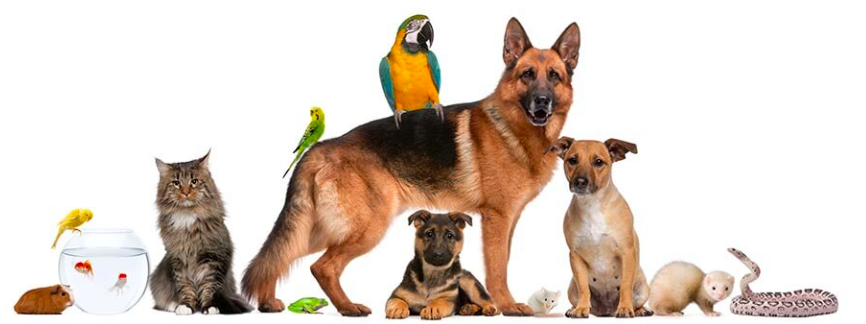 Global Pet Foods | 3 Market Ln, Wasaga Beach, ON L9Z 0B6, Canada | Phone: (705) 429-2224
