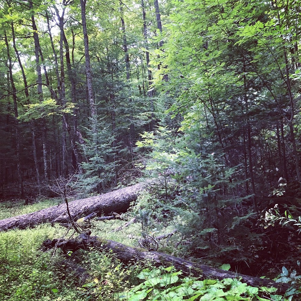SelfbuildSustainable | 33660 Hwy 28, Reaboro, ON K0L 2X0, Canada | Phone: (647) 909-0445