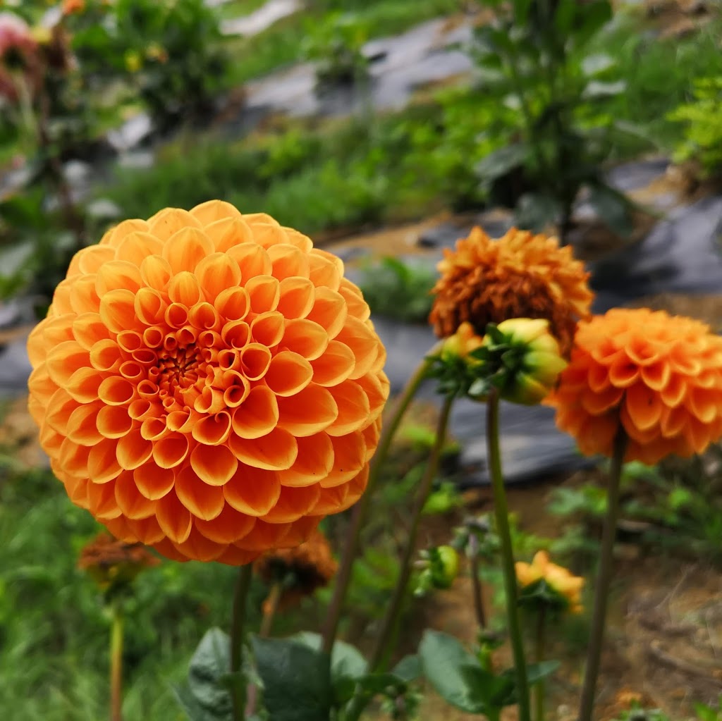 Shangrila Farm | 13842 Spratt Rd, Fraser Valley F, BC V2V 4J1, Canada | Phone: (604) 998-7843