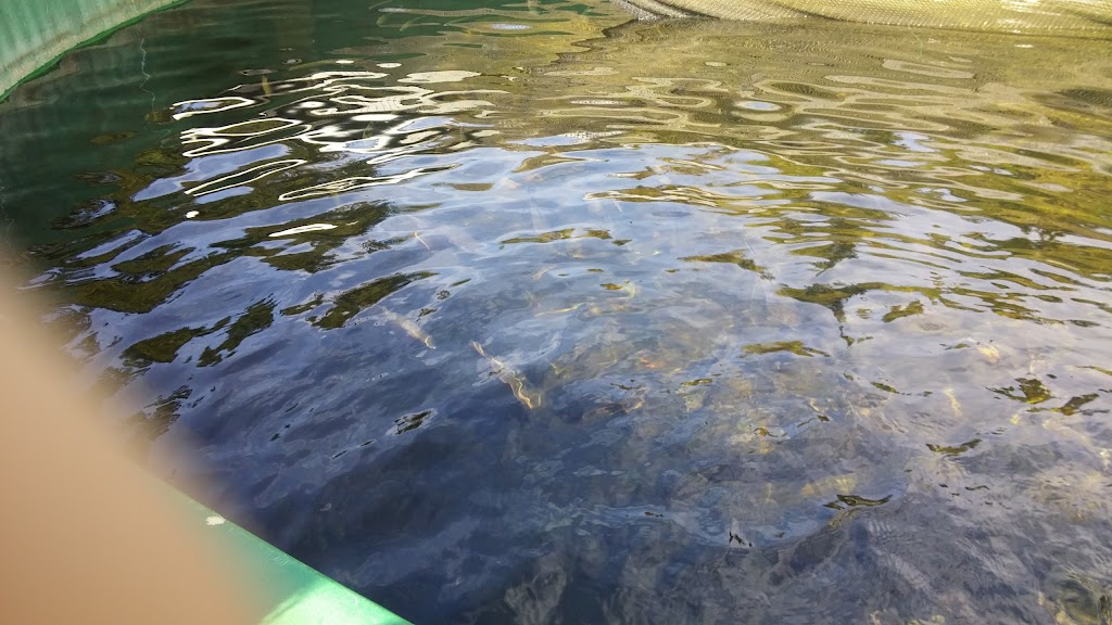 Sunshine Coast Salmonid Enhancement Society | 4381 Parkway Dr, Sechelt, BC V0N 3A1, Canada | Phone: (604) 885-4136