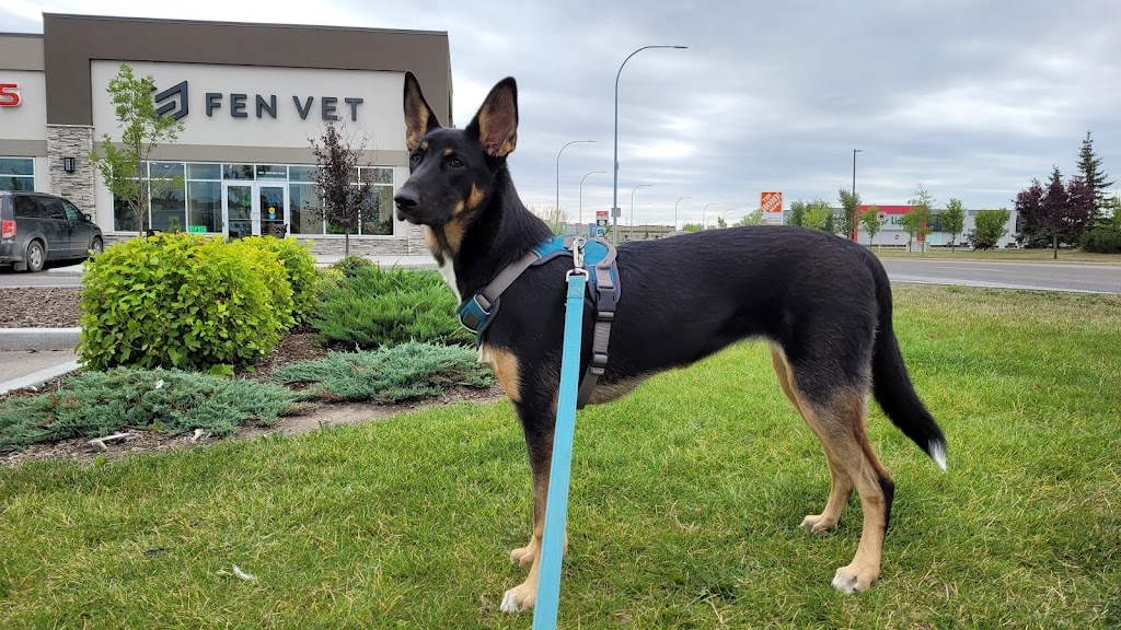 Fen Vet | 2880 Main St SE #1001, Airdrie, AB T4B 3G4, Canada | Phone: (587) 602-4442