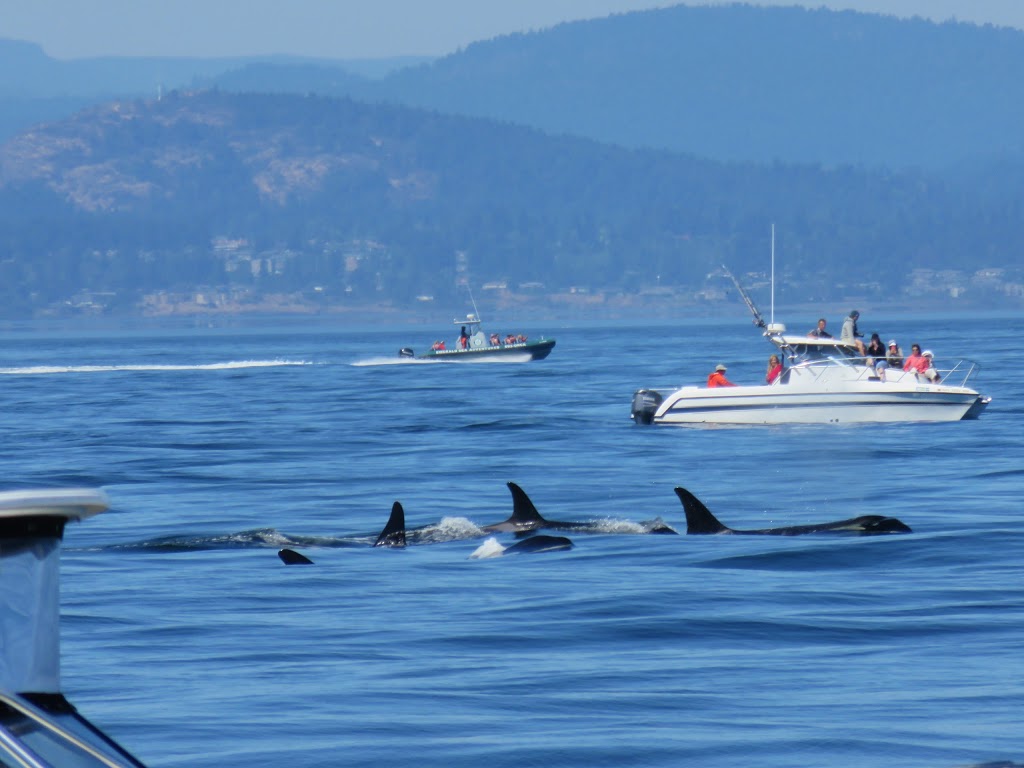San Juan Cruises | 355 Harris Ave #104, Bellingham, WA 98225, USA | Phone: (800) 443-4552