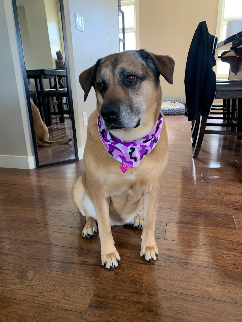 Dogs Rule Pet Grooming Calgary | 4708 26 Ave SW, Calgary, AB T3E 0R2, Canada | Phone: (403) 217-9119