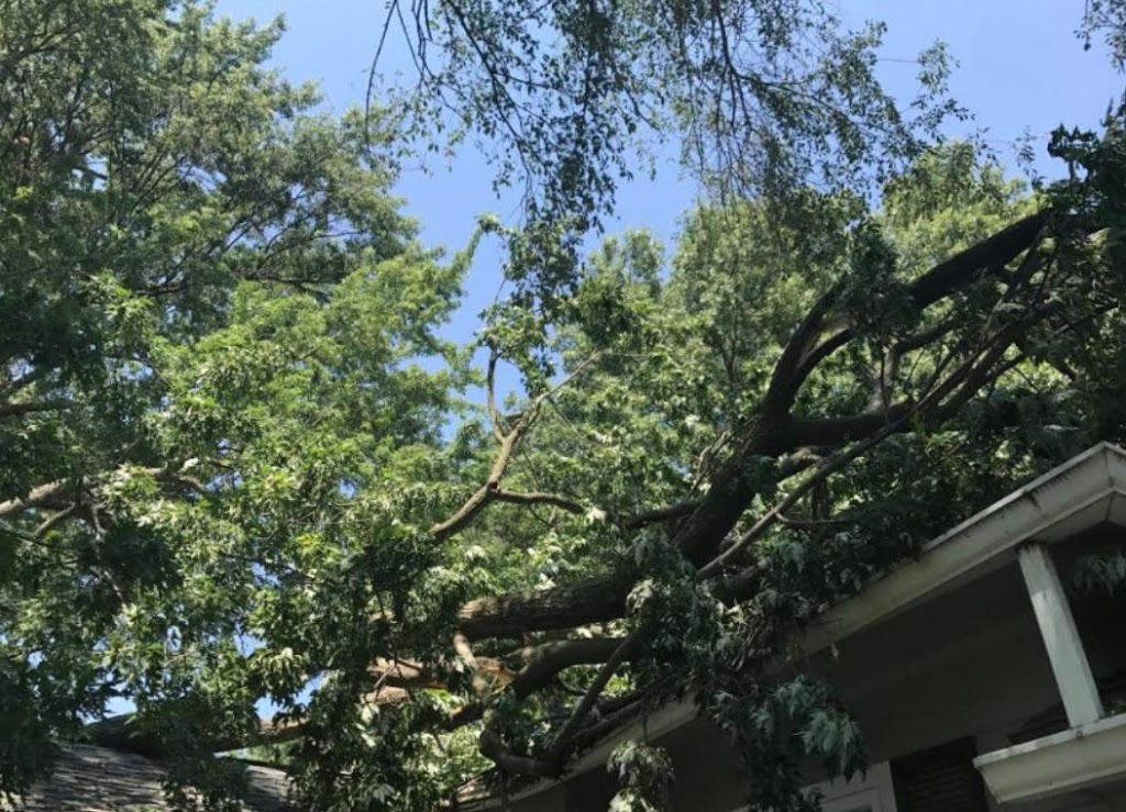 Tree Removal Barrie | 226 Bayview Dr, Barrie, ON L4N 4Y8, Canada | Phone: (705) 243-4540