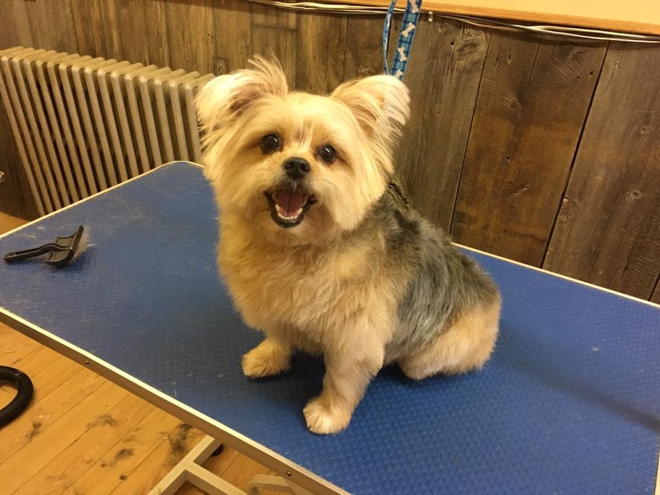 Bath & Biscuit Dog Grooming and Pet Supplies | 161 Garafraxa St S, Durham, ON N0G 1R0, Canada | Phone: (519) 387-7762