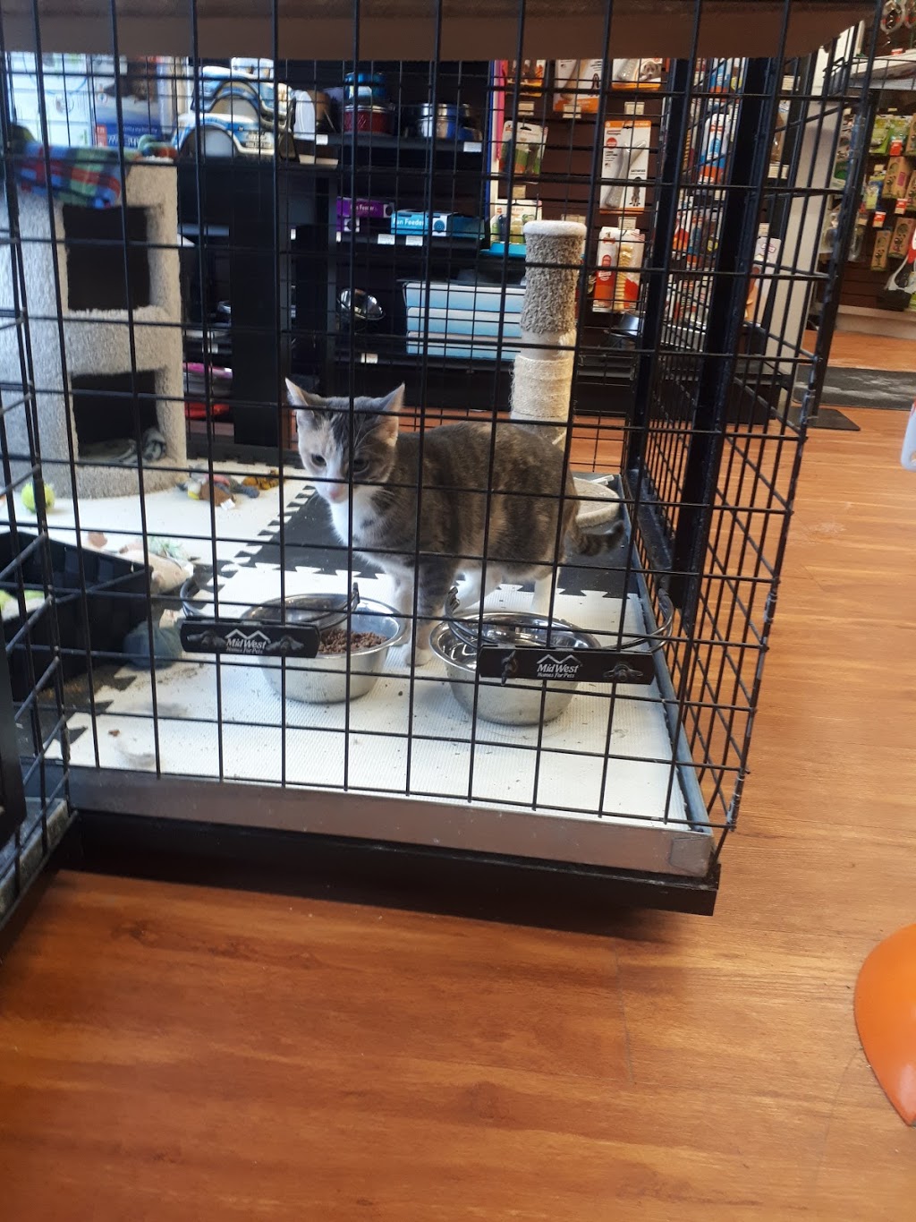 Pet Valu | 243 King St E, Bowmanville, ON L1C 3X1, Canada | Phone: (905) 697-3523