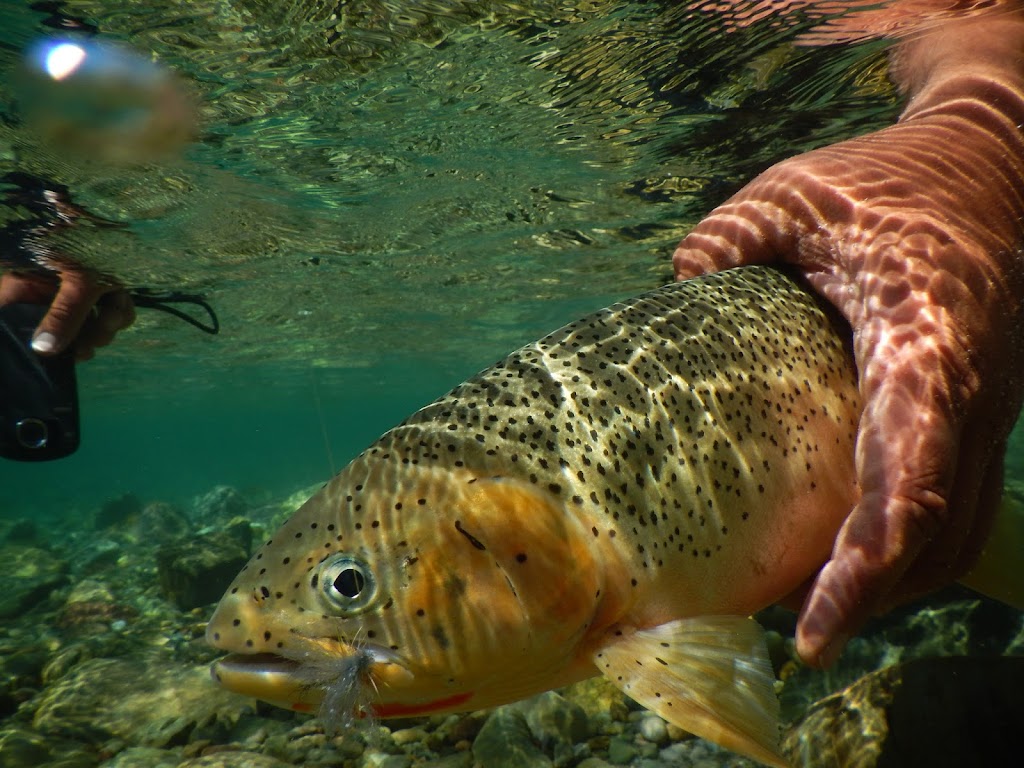 Home Waters Fly Fishing | 100 Riverside Rd, Fernie, BC V0B 1M1, Canada | Phone: (406) 672-7386