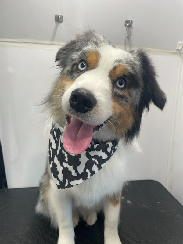 Fosters Mobile Grooming | Baysprings Link SW, Airdrie, AB T4B 0R7, Canada | Phone: (587) 664-9126