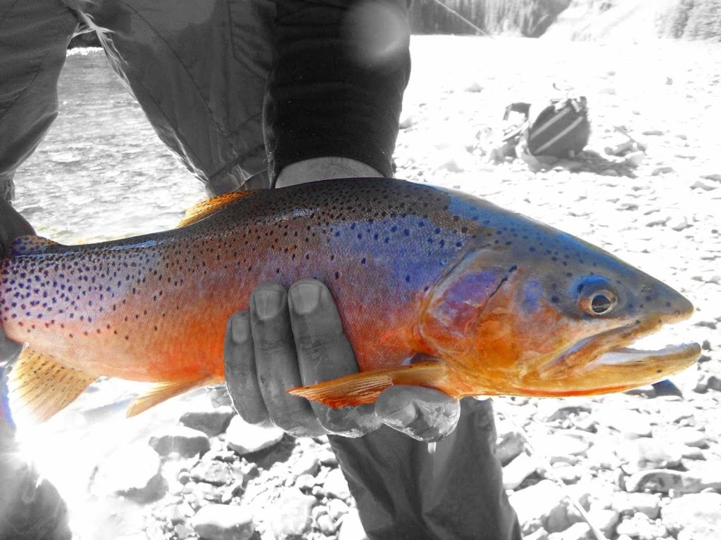 Trout Tracker Fishing & Guide Company | Calgary, AB T3M 0P9, Canada | Phone: (403) 880-3800