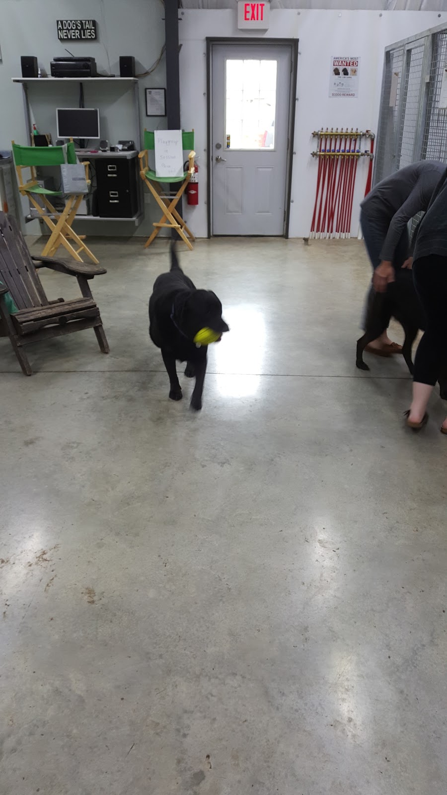 Wagtime Kennels | 1183 Beitz Rd, Breslau, ON N0B 1M0, Canada | Phone: (519) 496-8195