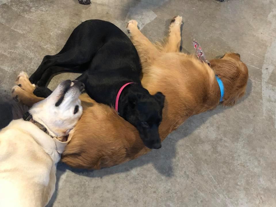 Canine Station (Jenns Doggie Daycare) | 228 Old Halifax Rd, Brookfield, NS B0N 1C0, Canada | Phone: (902) 956-1771