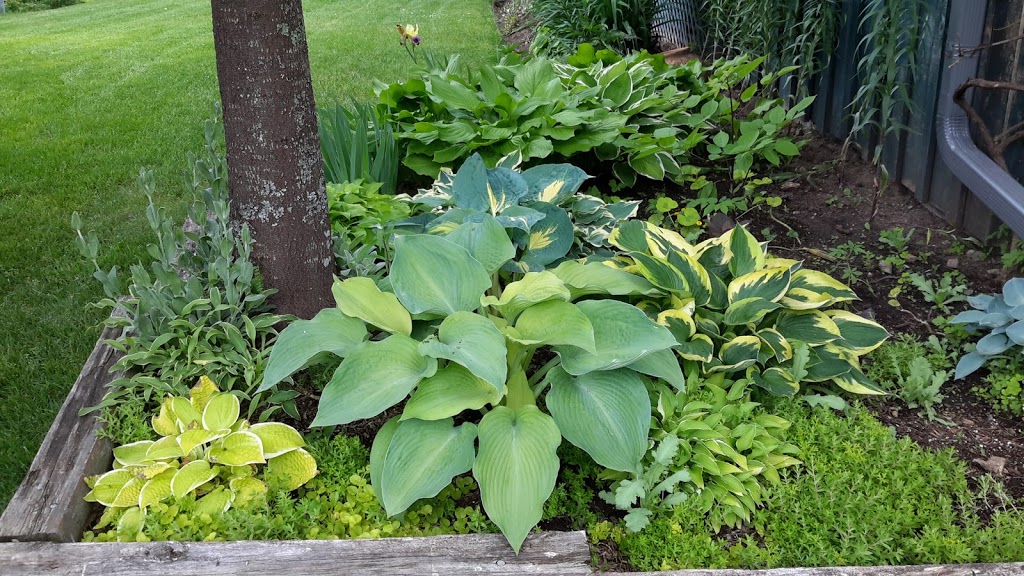 Stonewood Gardens Perennials Annd Tropical Plants | 367 Ervine Rd, Thomasburg, ON K0K 3H0, Canada | Phone: (613) 707-6977