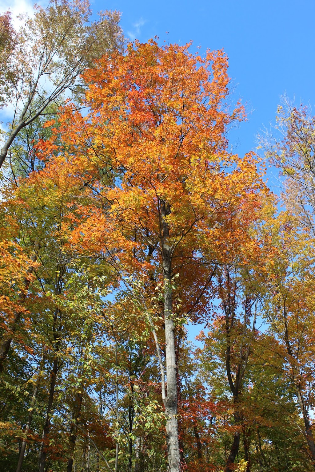 The Nature Preserve at Friday Harbour | 311 Big Bay Point Rd, Innisfil, ON L9S 2L3, Canada | Phone: (833) 812-8880