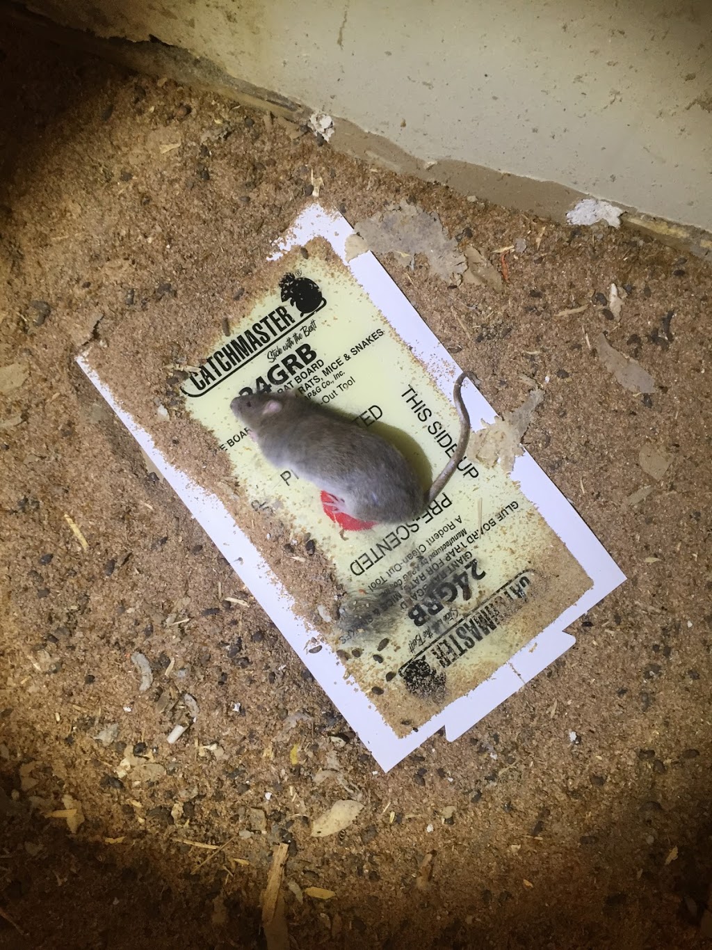 Miller Pest Control | 470 Robinson Rd, Ennismore, ON K0L 1T0, Canada | Phone: (866) 858-2152