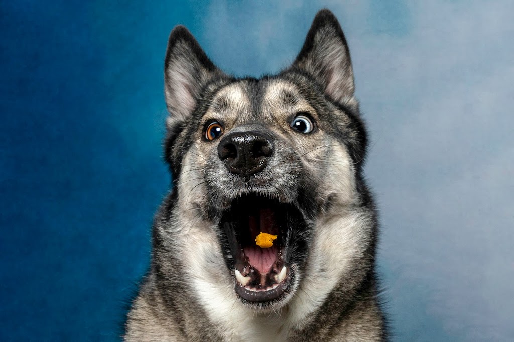Pet Furtography | 50 Main St E, Beeton, ON L0G 1A0, Canada | Phone: (905) 801-5130