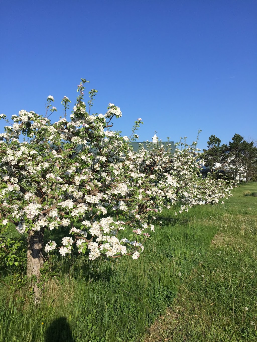 Williams Orchard | 10101 Hume Ct, Milton, ON L9T 2X9, Canada | Phone: (905) 876-4220