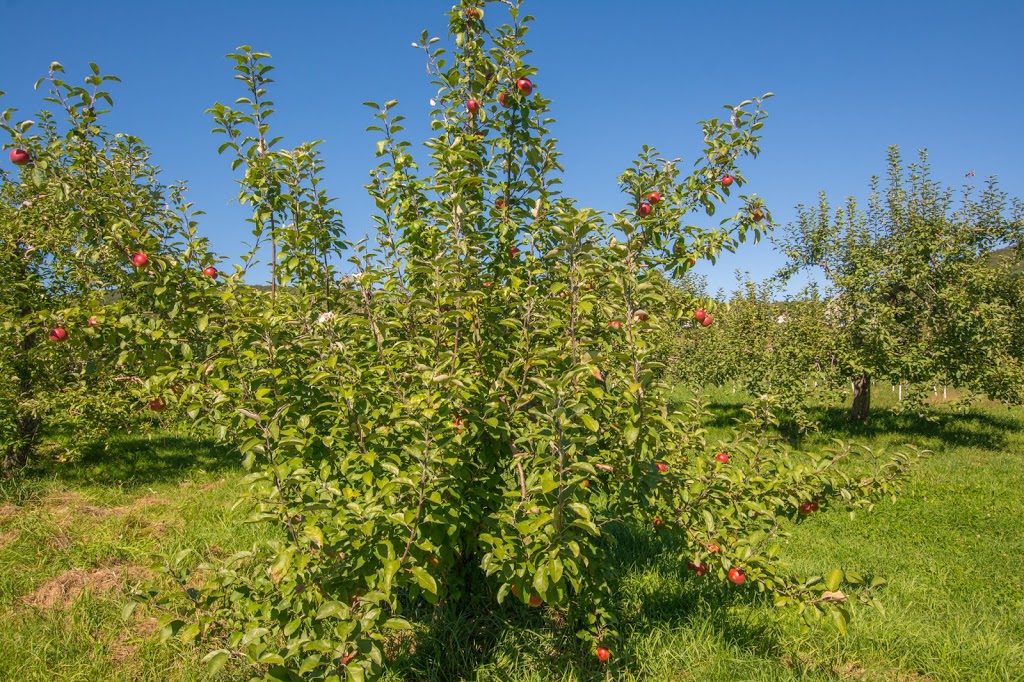 Domaine de Cavel | 1074 Chemin de la Montagne, Mont-Saint-Hilaire, QC J3G 4S6, Canada | Phone: (450) 464-3455