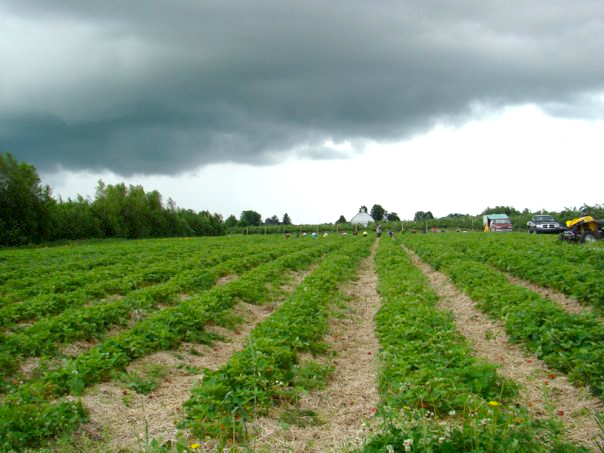 Unifruits | 2105 Rang Papineau, Saint-Paul-dAbbotsford, QC J0E 1A0, Canada | Phone: (450) 948-0737