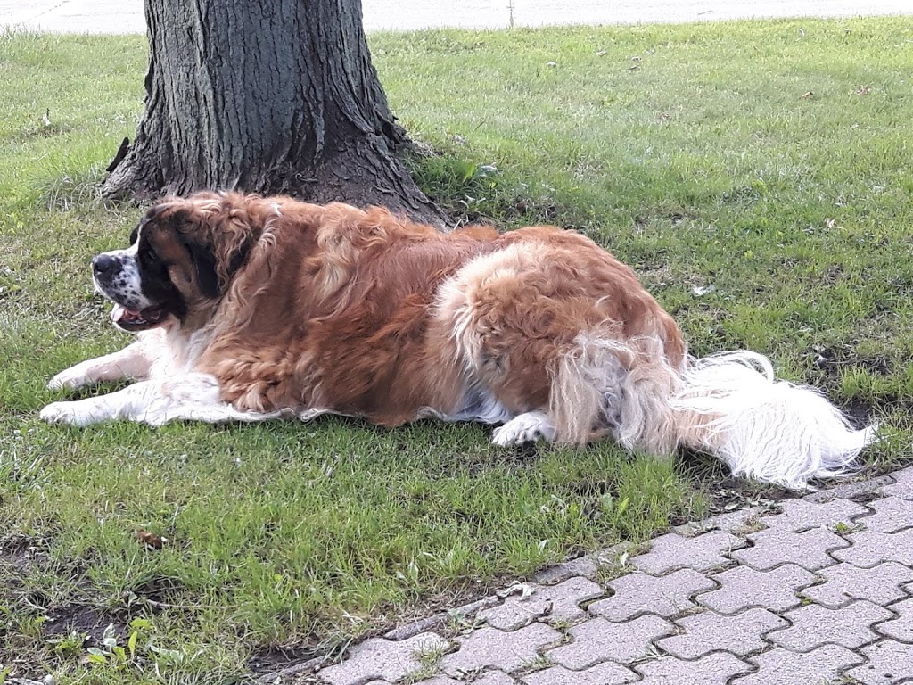Walker Road Animal Hospital | 3577 Walker Rd, Windsor, ON N8W 3S5, Canada | Phone: (519) 972-9000