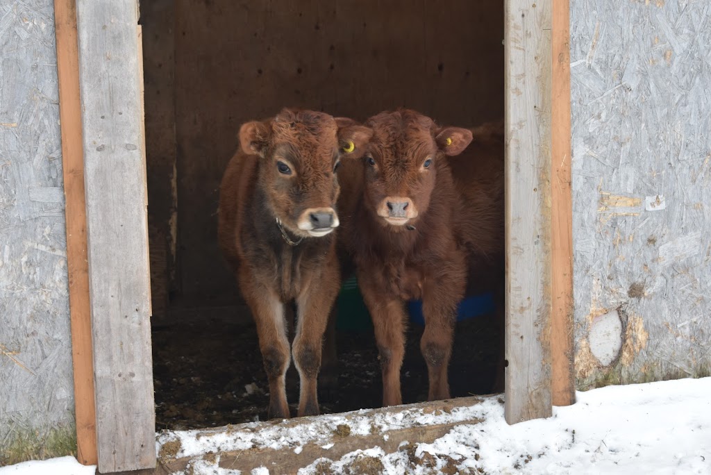 Blue Roan Ranch | 1202 Eagle Lake Rd, South River, ON P0A 1X0, Canada | Phone: (705) 323-0264