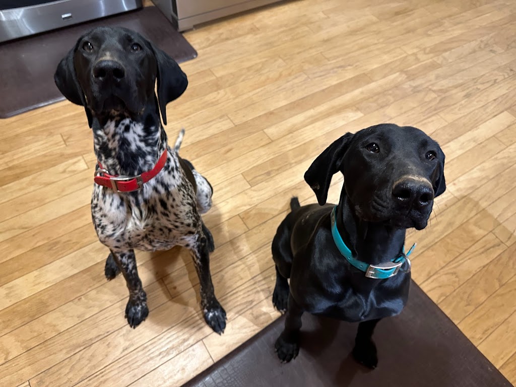 Meander River German Shorthaired Pointers | 294 McKay Rd, McKay Section, NS B0N 2A0, Canada | Phone: (902) 440-0857