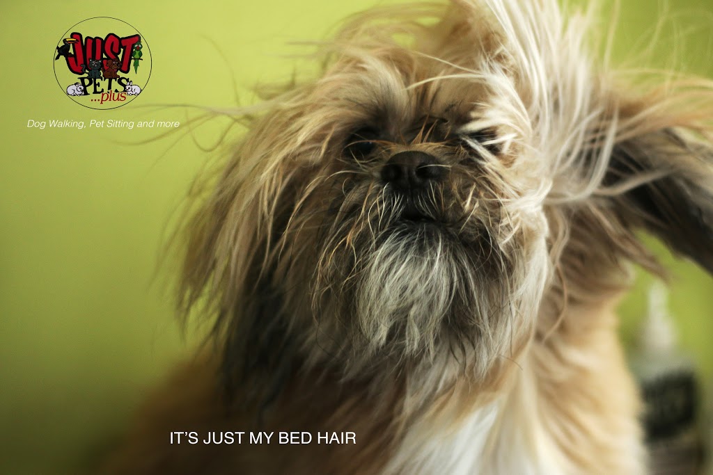 Just Pets Plus Inc. | 15725 Simcoe St, Port Perry, ON L9L 1M3, Canada | Phone: (905) 985-7600