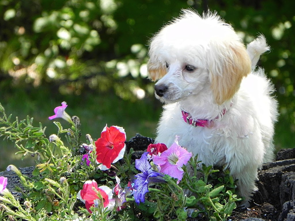 Whisper Hill Kennel | 12045 Elliot Rd, Tillsonburg, ON N4G 4G8, Canada | Phone: (519) 842-3980