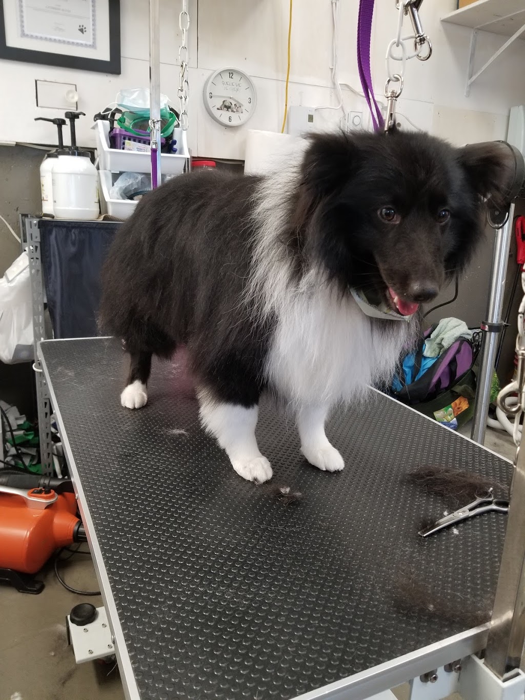 Pile au poil toilettage 221, 4 rue du lac doucet, NotreDameduMont