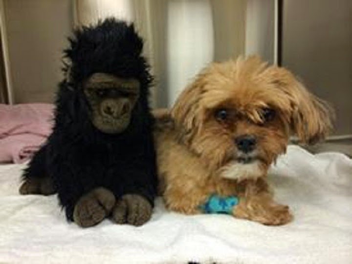 Rideau River Animal Hospital | 3987 Riverside Dr #2, Ottawa, ON K1V 1C1, Canada | Phone: (613) 737-9663