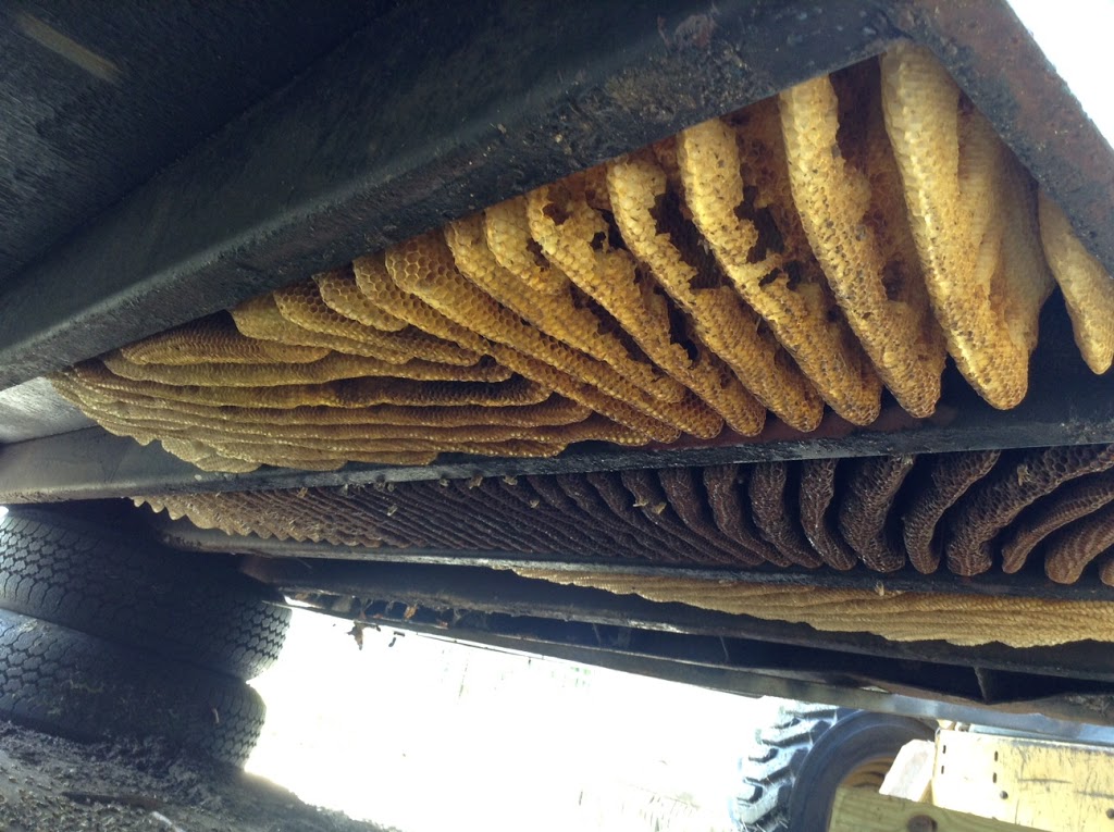 Bee Friendly Removal Service | 6037 Old Guide Rd, Bellingham, WA 98226, USA | Phone: (360) 303-6220
