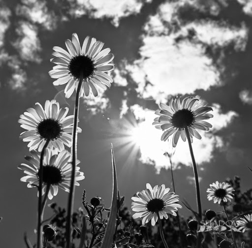 Shadowbox Imaging | 805 Scugog Line 4, Port Perry, ON L9L 1B5, Canada | Phone: (905) 904-0306