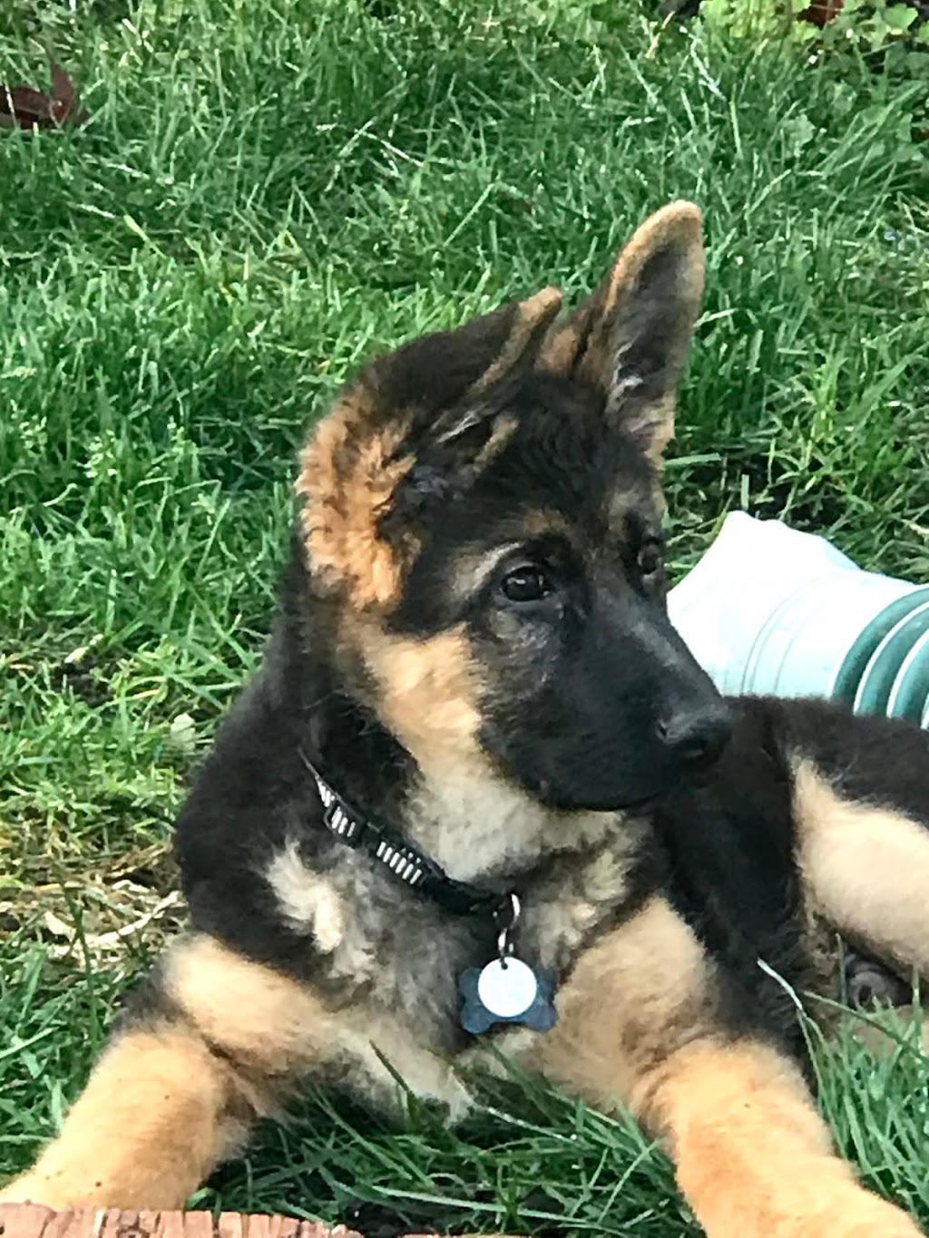 Shiphra German Shepherds | 1383 County Rd 1 W, Greater Napanee, ON K7R 3L1, Canada | Phone: (866) 936-7701
