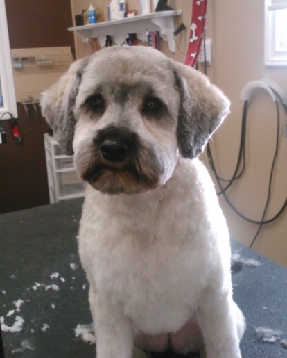 Hair Off The Dog | 22 Shawn Ct, Riverview, NB E1B 3R4, Canada | Phone: (506) 384-3646