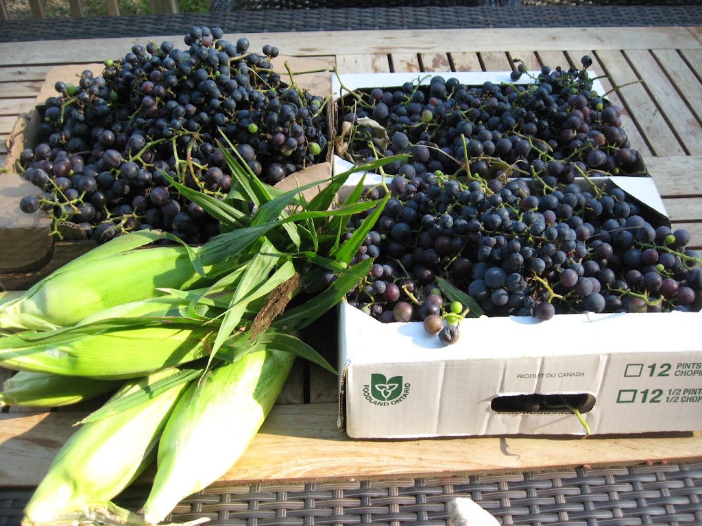 Ridge Berry Farm | 398 Canboro Rd, Ridgeville, ON L0S 1M0, Canada | Phone: (289) 897-8943