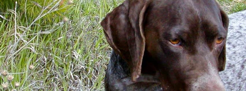 HARMONY FARM Kennel And Lamb | 4319 Paxton Valley Rd, Monte Lake, BC V0E 2N0, Canada | Phone: (250) 375-2528