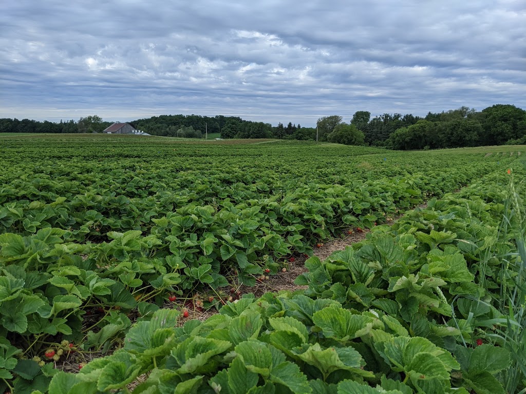 Pinehill Farms | 2662 Huron Rd, New Hamburg, ON N3A 3C9, Canada | Phone: (519) 897-7047