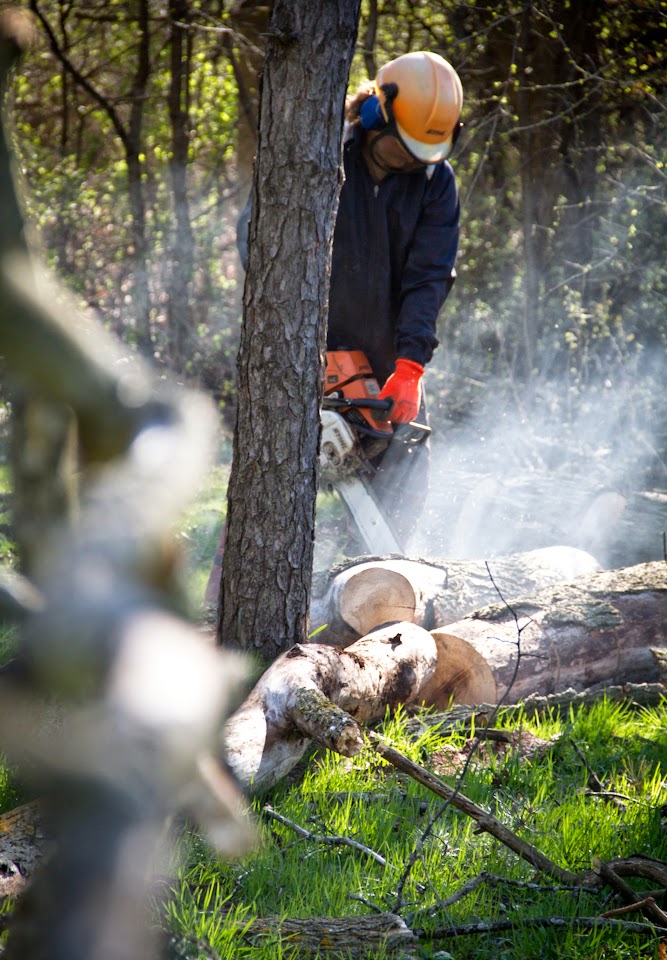 Metzger Tree Service | 196 McIntyre Dr unit 7, Kitchener, ON N2R 1H4, Canada | Phone: (519) 954-5649