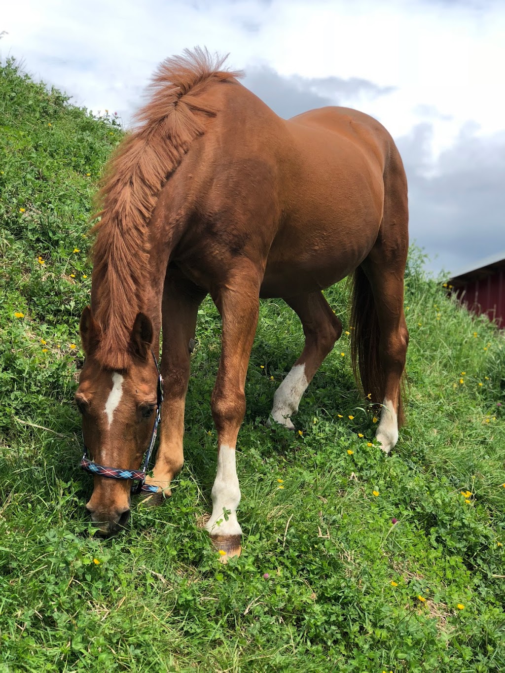 Mason Bluff Turf Farm | 6065 Mason Rd, Sechelt, BC V0N 3A8, Canada | Phone: (604) 885-4184