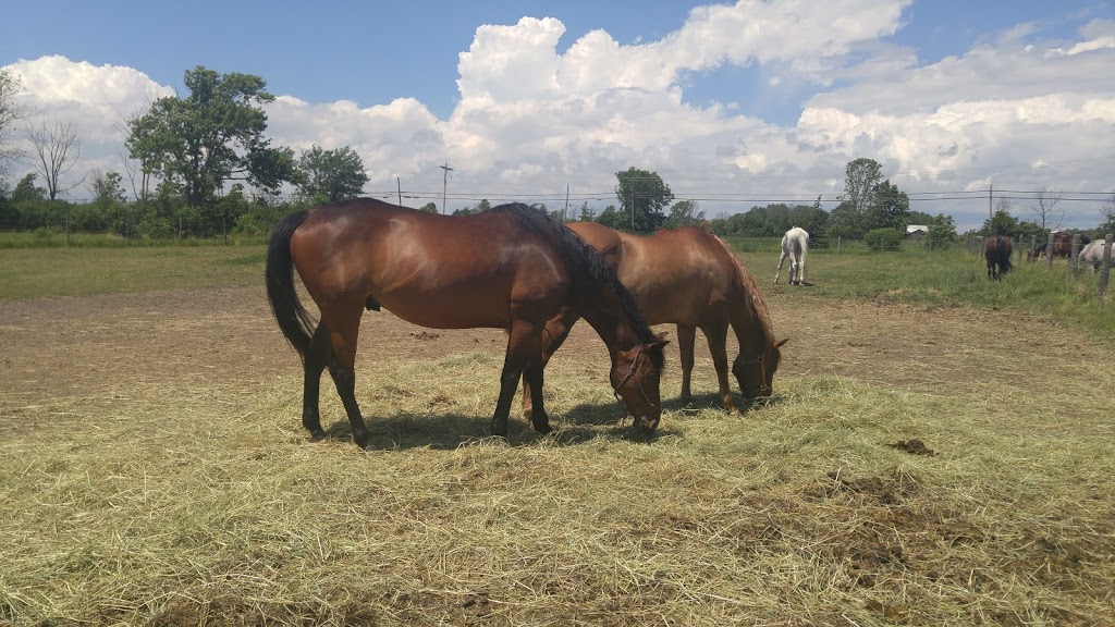 Last Chance Horse And Pony Rescue | 4269 Rebstock Rd, Crystal Beach, ON L0S 1B0, Canada | Phone: (905) 380-1440