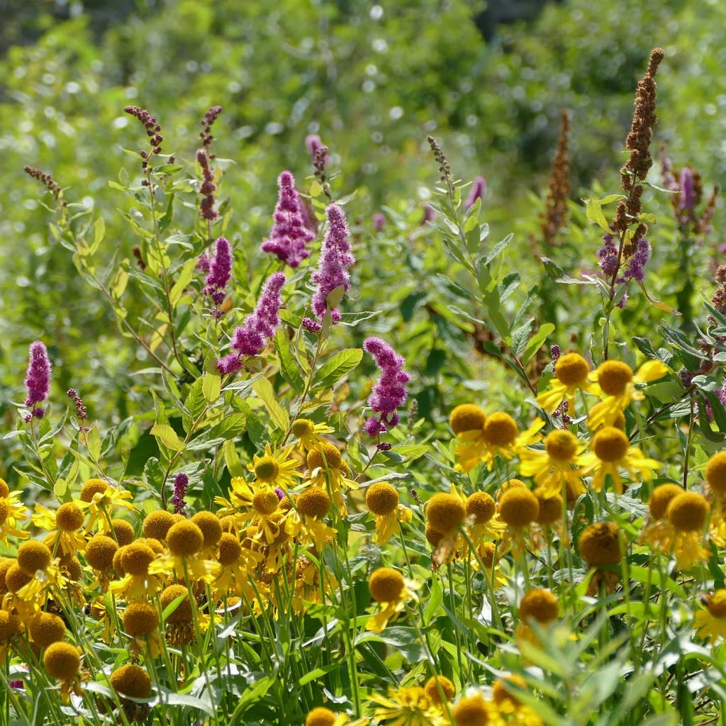 Satinflower Nurseries | 741 Haliburton Rd, Victoria, BC V8Y 1H7, Canada | Phone: (778) 679-3459