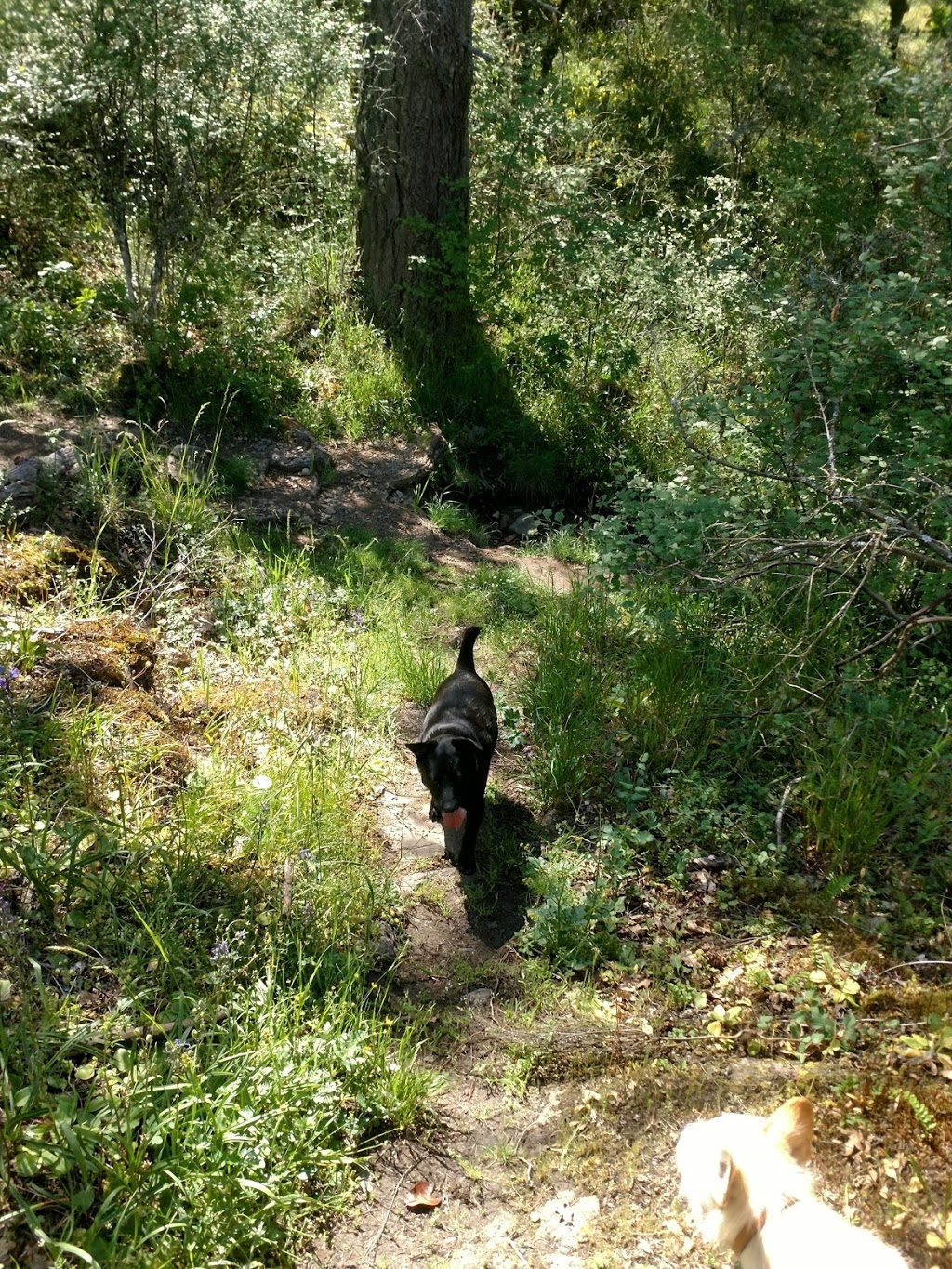 Bear Hill Regional Park - Main Parking Lot | Bear Hill Rd, Saanich, BC V9E 2J3, Canada