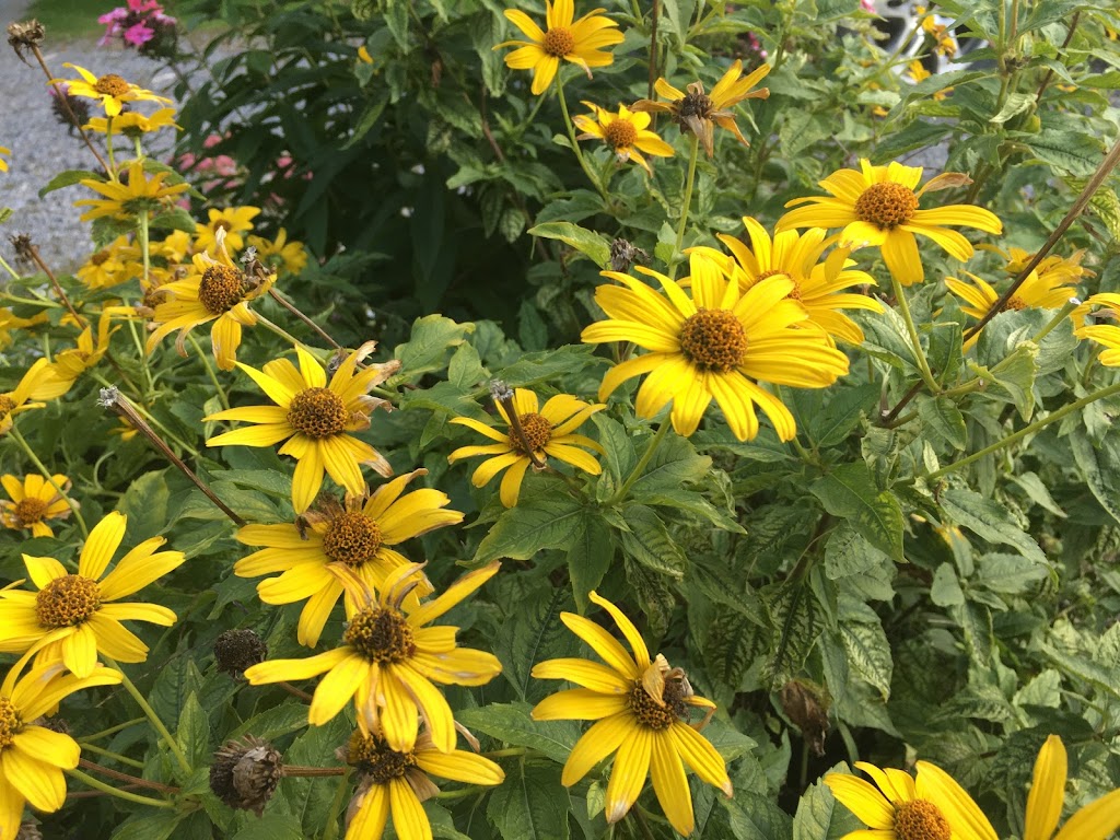 Country Bee Hives Inc | 836 Huff Rd, Marmora, ON K0K 2M0, Canada | Phone: (647) 704-0973