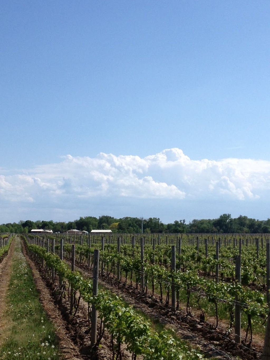 Erie Shore Vineyard | 410 County 50 Rd W, Harrow, ON N0R 1G0, Canada | Phone: (519) 738-9858