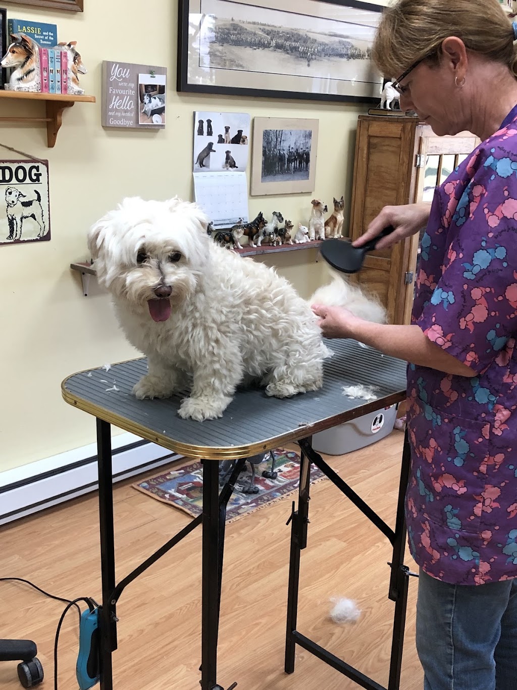 Tender Touch Pet Grooming | 449 Main St #5, Ile des Chênes, MB R0A 0T0, Canada | Phone: (204) 781-4741