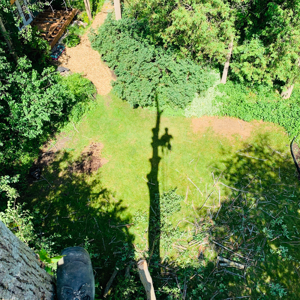 The Arborist - Professional Tree Care | 535 Maple St Apt 4, Collingwood, ON L9Y 2S7, Canada | Phone: (705) 444-9011