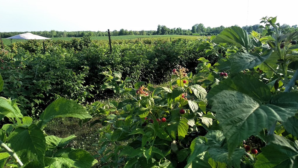 Marcys Berries | 1727 Valens Rd, Puslinch, ON N0B 2J0, Canada | Phone: (519) 623-0219