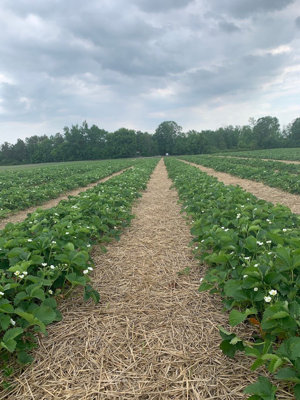 M&E Strawberries | Whitemouth River Rd E, Hadashville, MB R0E 0X0, Canada | Phone: (204) 426-2118