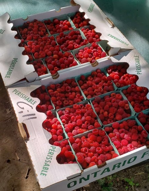 Berrys 4 U | 64383 Dufferin County Rd 3, East Garafraxa, ON L9W 7J5, Canada | Phone: (519) 993-4437