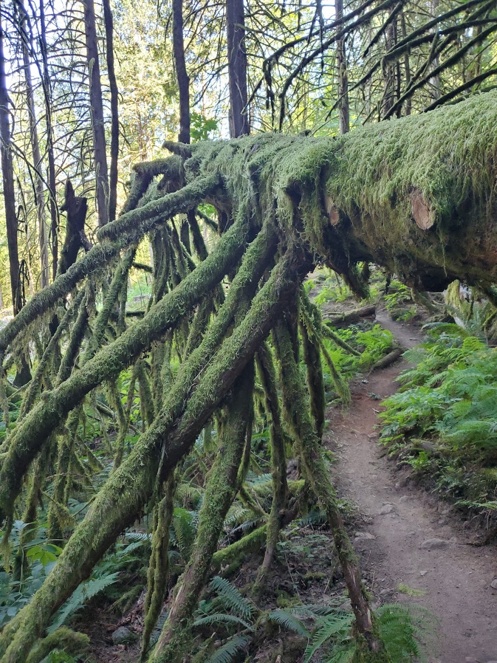 Kw’okw’echíwel Stl’áleqem (Dragons Back) trailhead | 19601 Silver Skagit Rd #20021, Hope, BC V0X 1L2, Canada | Phone: (604) 869-1274