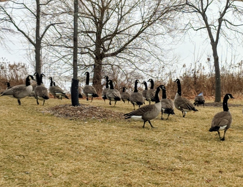 Oak Park | 2303 Central Park Dr, Oakville, ON L6H 0E5, Canada
